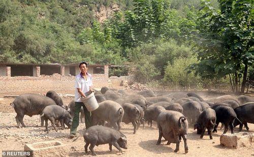 Khan hiếm thịt, nông dân Trung Quốc nuôi lợn khổng lồ nặng tới 750kg