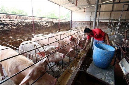 Giá lợn hơi tăng cao 56.000 - 57.000 đồng/kg