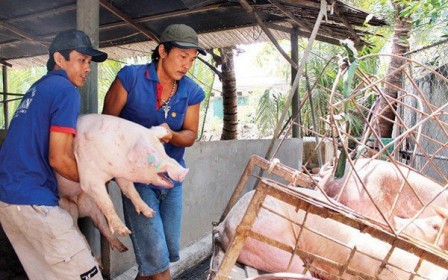 Bộ Nông nghiệp sẽ kiểm soát không để giá lợn “nhảy múa” cao như Trung Quốc