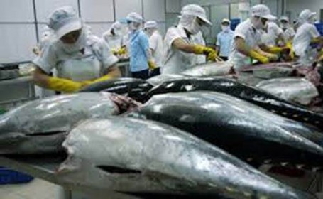 Phú Yên: Sản lượng khai thác cá ngừ đại dương tăng gần 5% so cùng kỳ