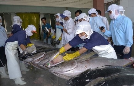 Dính thẻ vàng IUU, xuất khẩu cá ngừ sang EU giảm mạnh