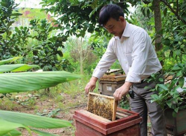 Việt Nam đứng thứ 6 thế giới về xuất khẩu mật ong
