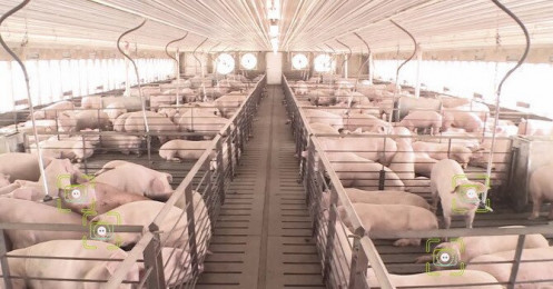 Khủng hoảng thiếu thịt lợn đang đẩy cao giá thịt lợn trên toàn thế giới