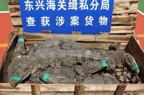 Trung Quốc thu giữ 3.541 con cá sấu và khỉ buôn lậu nghi từ Việt Nam