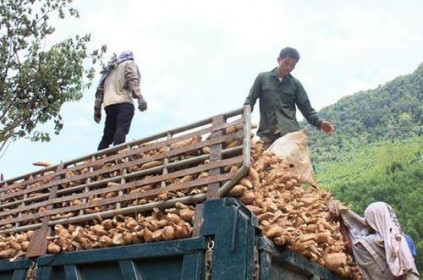 Xuất khẩu sắn cạnh tranh khốc liệt với Thái Lan, Lào, Campuchia