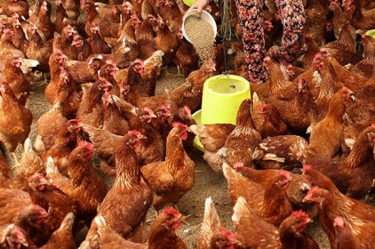 Chăn nuôi gà phát triển "nóng", Bộ Công Thương ra khuyến cáo
