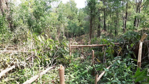 Hơn 4.000 cây keo bị chặt hạ, 2 người phụ nữ 'chết lặng' giữa khu rừng tan hoang
