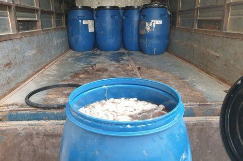 Lạng Sơn: Thu giữ 800kg lòng lợn tươi ướp lạnh không đảm bảo điều kiện vệ sinh thú y