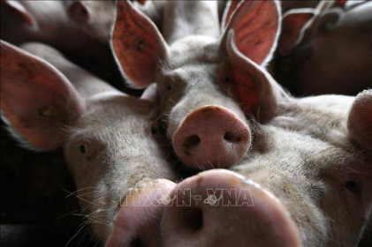 Nguy cơ tiêu hủy 1/4 số lợn trên thế giới do dịch tả lợn châu Phi