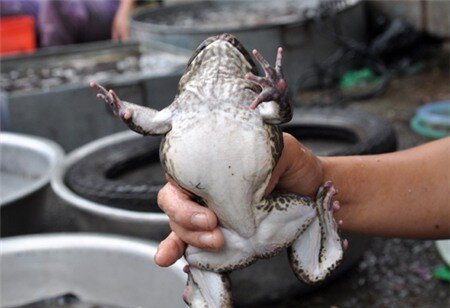 Rợn người hình ảnh ếch Trung Quốc 'ngập' sán bán ở chợ dân sinh