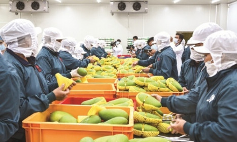 Tận dụng EVFTA, thúc đẩy rau quả vào chuỗi giá trị toàn cầu