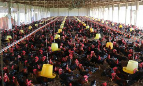 Dabaco đặt mục tiêu chiếm lĩnh trên 35% thị phần giống gà màu của cả nước