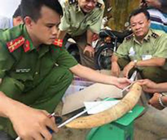 Phát hiện hành khách mang ngà voi, trầm hương từ Thái Lan về Việt Nam