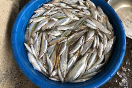 Sơn La: Làm giàu từ đặc sản cá chua vùng lòng hồ sông Đà