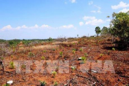 Vụ mất hơn 1.470 ha rừng ở Gia Lai: Chuyển hồ sơ sang cơ quan điều tra