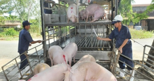 Vì sao giá lợn hơi tăng chóng mặt?