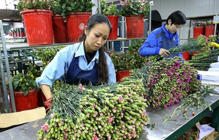 Vì sao hoa Việt chưa thể đi xa?