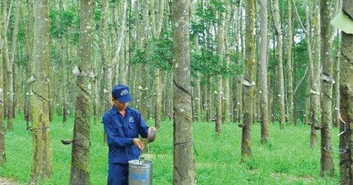 Cao su Đồng Phú lãi hơn 159 tỷ đồng trong 10 tháng đầu năm