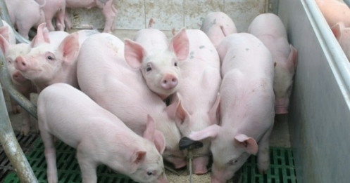 Nhu cầu tăng cao, Tết 2020 có 'khủng hoảng' thịt lợn?