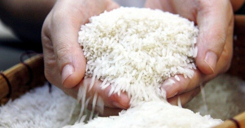 ST25 là Sóc Trăng 25: Cơ hội vàng cho gạo Việt, nhưng mua ở đâu?