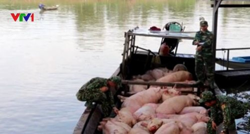 Bắt vụ vận chuyển trái phép hơn 3,7 tấn lợn từ Campuchia về Việt Nam