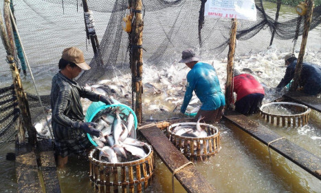 Cá tra Việt Nam phải cạnh tranh khốc liệt