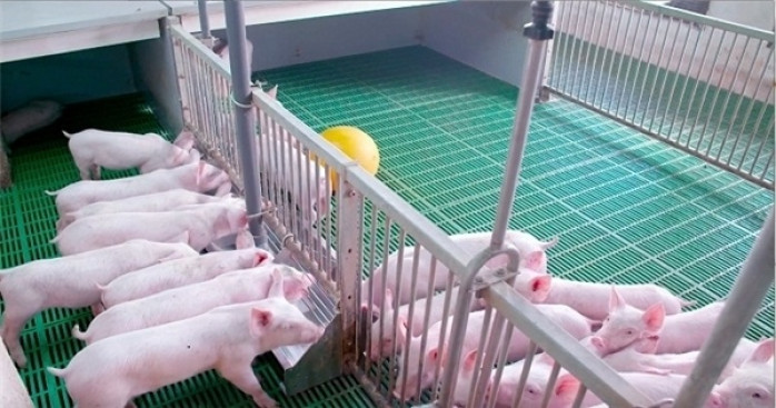 Giá thịt lợn tăng vọt khiến CPI tháng 11 cao nhất trong 9 năm
