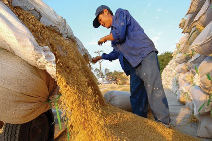 Trăn trở hạt gạo Việt Nam