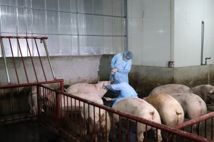 Hà Nội: Giá lợn tăng cao khiến dịch tả châu Phi có nguy cơ bùng phát