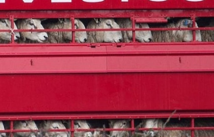 Vương quốc Anh có thể cấm xuất khẩu động vật sống sau Brexit?