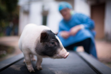 Trung Quốc trong cuộc đua tạo ra "siêu lợn"