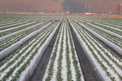 Trung Quốc thắt chặt quy định sử dụng tấm màng phủ bằng nhựa trong nông nghiệp