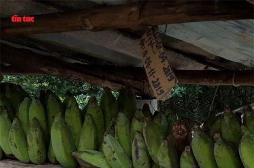 Cà Mau: Thu gần 1 tỷ đồng mỗi năm nhờ nuôi chồn hương