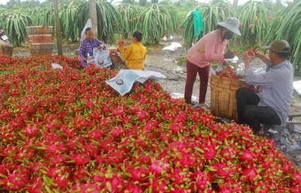 Xuất khẩu nông sản sang Trung Quốc: Xóa bỏ tư duy thị trường dễ tính