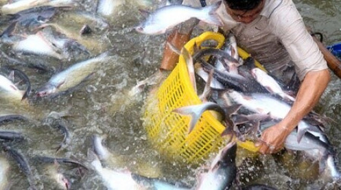 2019 - “nốt trầm” của ngành cá tra Việt Nam