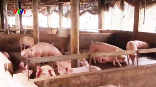 Bộ NN&PTNT yêu cầu các doanh nghiệp chăn nuôi tái đàn lợn