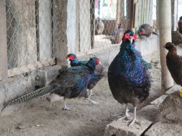 Nam Định: Nuôi 100 con chim Trĩ xanh, nhẹ nhàng lãi 1 tỷ đồng/năm
