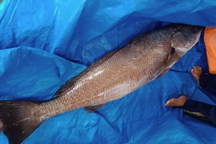 Ngư dân bắt được cá 'lạ' nặng 10kg nghi sủ vàng tiền tỷ