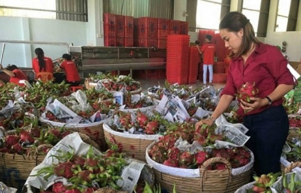 Giải pháp nào hạn chế ùn ứ nông nông sản, trái cây sang Trung Quốc?