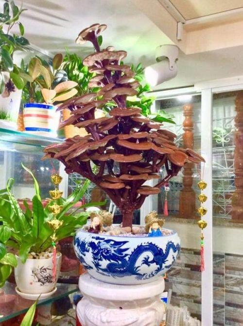 Giá đắt đỏ tiền triệu, nấm linh chi bonsai vẫn hút khách