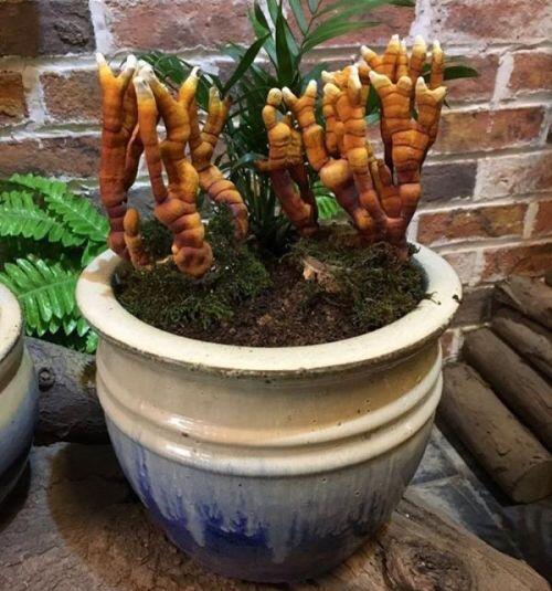 Giá đắt đỏ tiền triệu, nấm linh chi bonsai vẫn hút khách