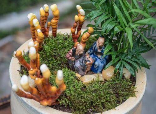 Giá đắt đỏ tiền triệu, nấm linh chi bonsai vẫn hút khách