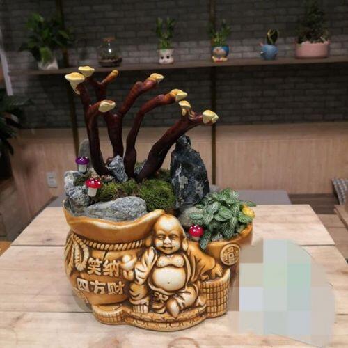 Giá đắt đỏ tiền triệu, nấm linh chi bonsai vẫn hút khách