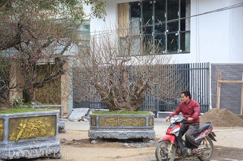 Hà Nội xuất hiện gốc đào "khủng" có giá cho thuê 100 triệu đồng dịp Tết