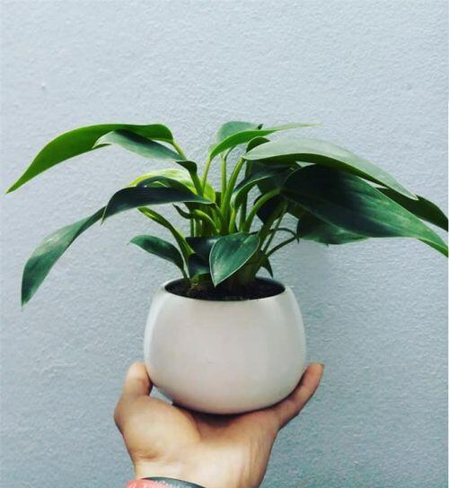 5 loại cây nghe tên đã thấy giàu, để trong nhà vào ngày Tết giúp gọi tài lộc gấp 10 lần