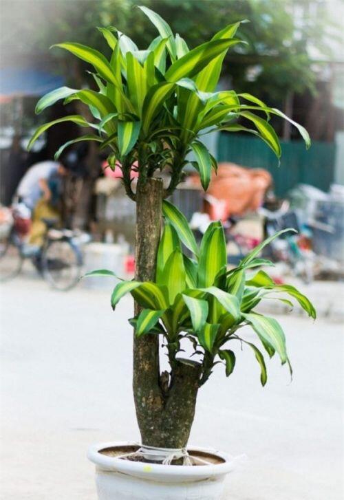 5 loại cây nghe tên đã thấy giàu, để trong nhà vào ngày Tết giúp gọi tài lộc gấp 10 lần