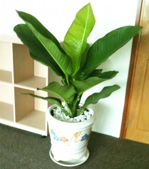 5 loại cây nghe tên đã thấy giàu, để trong nhà vào ngày Tết giúp gọi tài lộc gấp 10 lần