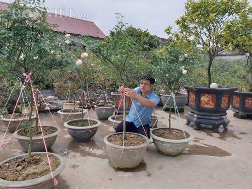 Ninh Bình: Trồng hoa hồng cổ bán Tết, 9X bỏ túi trăm triệu
