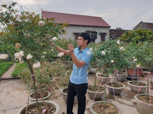 Ninh Bình: Trồng hoa hồng cổ bán Tết, 9X bỏ túi trăm triệu