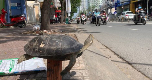 Cuối năm 1 con rùa to "khổ sở" vì bị bày bán công khai trên phố